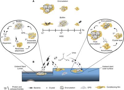 The interplay between bacterial biofilms, encrustation, and wall shear stress in ureteral stents: a review across scales